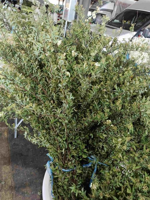 手球花 商品图1