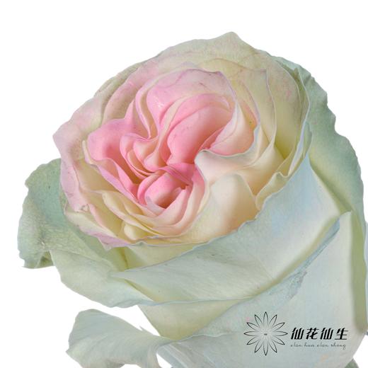 厄瓜多尔单头玫瑰 | 水母JELLYFISH 商品图1