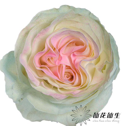 厄瓜多尔单头玫瑰 | 水母JELLYFISH 商品图0