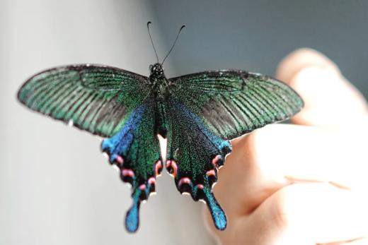 【升级版蝴蝶羽化观察盲盒 】探索大自然的生命奥秘——【盲盒-蝶蛹买一送三随机4只，赠蛹不售后，每周一、周三、周五发货】 商品图1