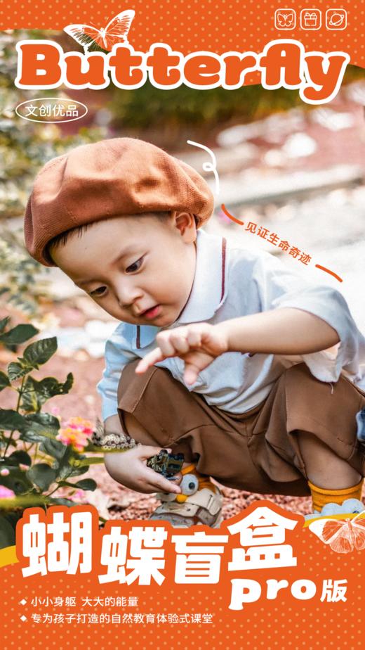 【升级版蝴蝶羽化观察盲盒 】探索大自然的生命奥秘——【盲盒-蝶蛹买一送三随机4只，赠蛹不售后，每周一、周三、周五发货】 商品图0