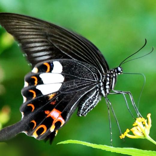 【升级版蝴蝶羽化观察盲盒 】探索大自然的生命奥秘——【盲盒-蝶蛹买一送三随机4只，赠蛹不售后，每周一、周三、周五发货】 商品图3