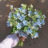 新鲜鲜花  蓝色治愈系蓝星花 鲜切花1把 10支左右（可备注送货时间） 商品缩略图0