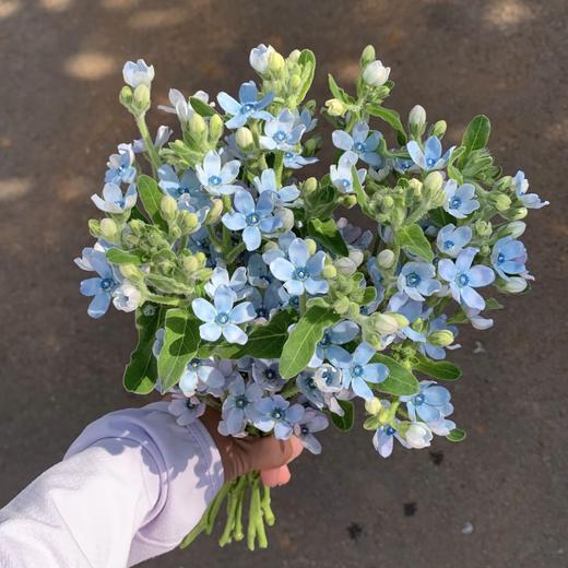 新鲜鲜花  蓝色治愈系蓝星花 鲜切花1把 10支左右（可备注送货时间） 商品图0