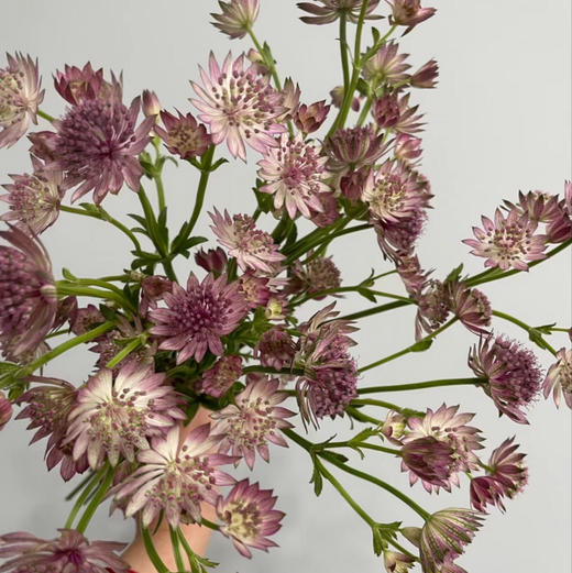 星芹.粉紫色 商品图0