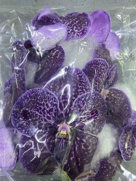 兰花 | 胡姬紫黑色（颜色差异，介者慎拍）