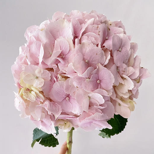 初恋粉｜绣球丨1株 商品图1