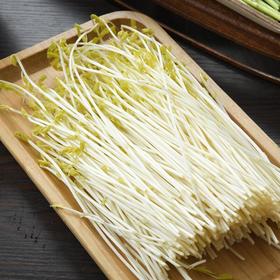 金丝柳苗 200g/份