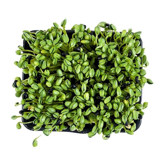 高原黑豆苗200g/份 商品图3