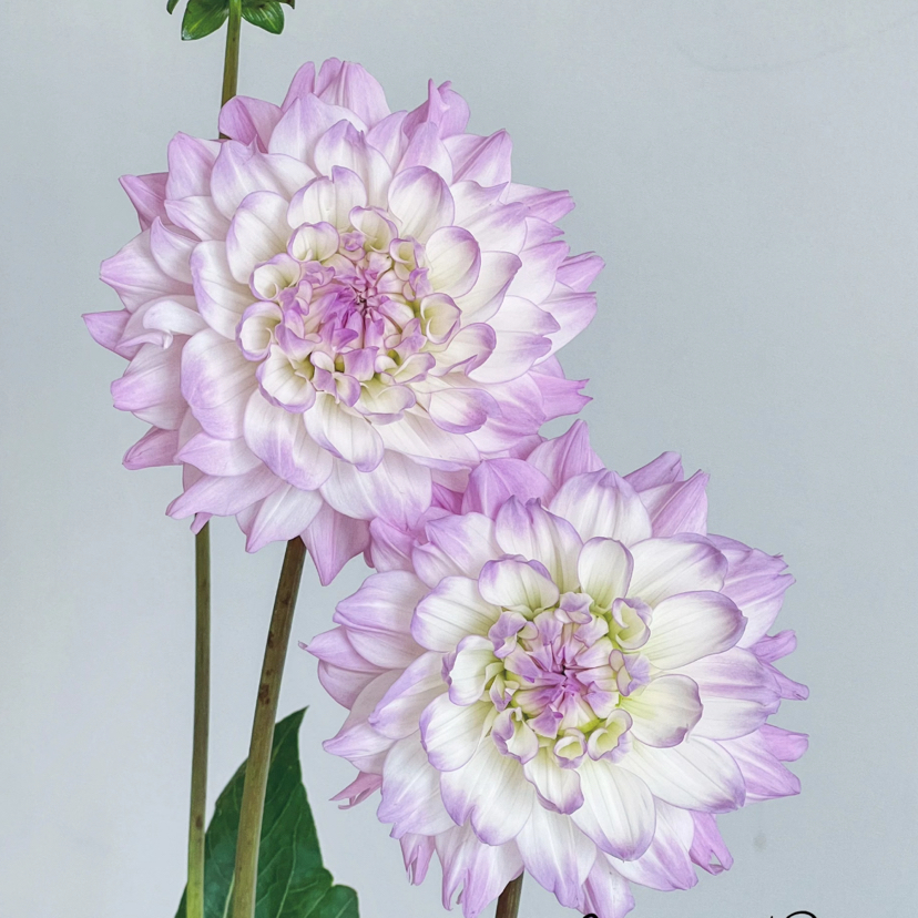 大丽花｜玛格丽塔｜5支【稀有品种】