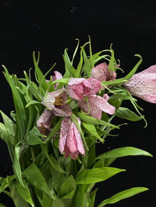 小众稀有花材蛇皮花格贝母一扎 商品图4