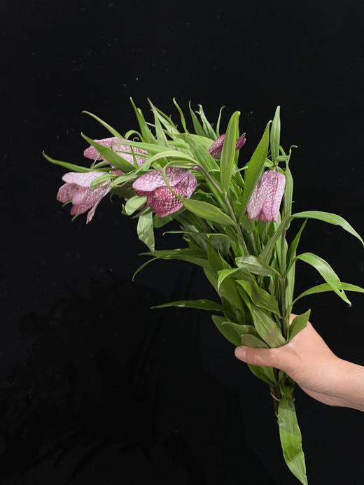 小众稀有花材蛇皮花格贝母一扎 商品图7