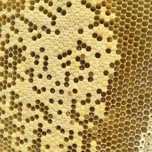 隐岭 | 原生态野蜂蜜 500g 商品图2