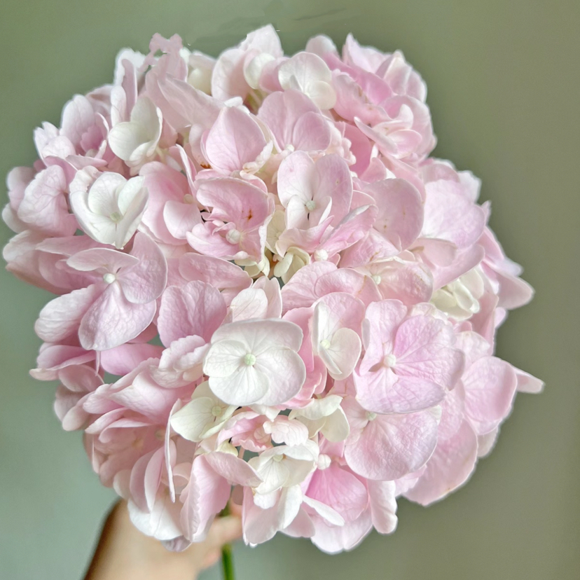 初恋粉｜绣球丨1株