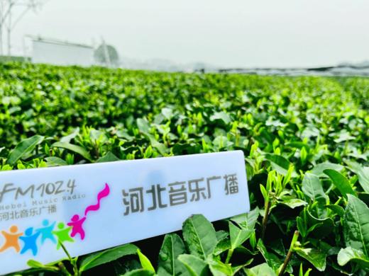 优选丨2025年西湖牌明前特级龙井钱塘产区200克 支持试喝品鉴装,前500名加赠双层水晶玻璃杯 商品图1