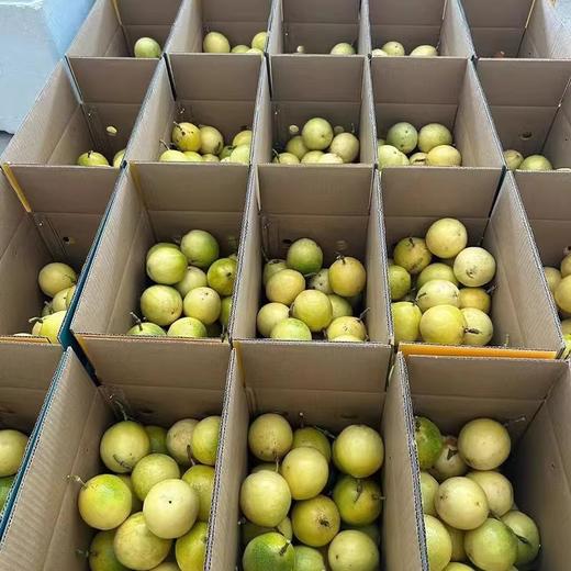 钦蜜9号黄金百香果酸甜多汁皱皮更甜（产地直发） 商品图2