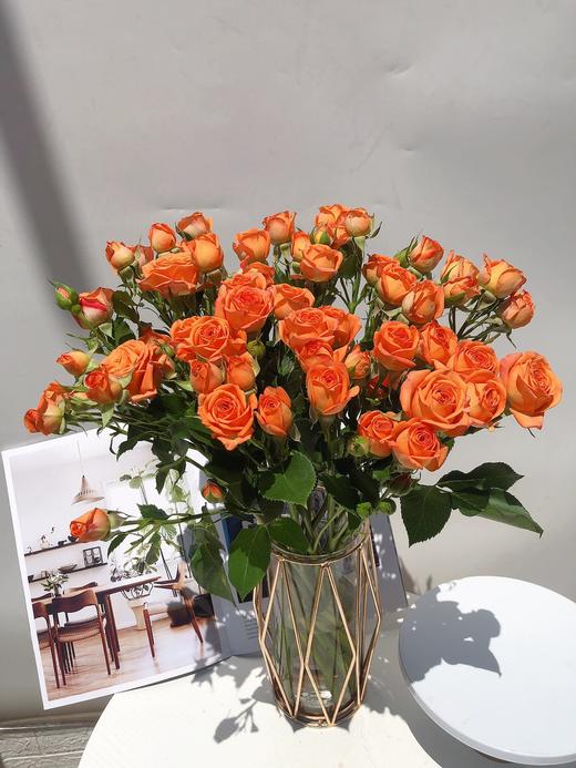 橙色芭比 商品图4