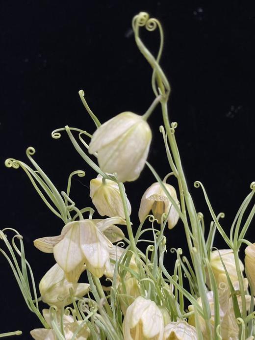 小众稀有花材蛇皮花格贝母一扎 商品图9