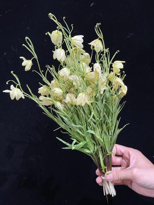 小众稀有花材蛇皮花格贝母一扎 商品图11