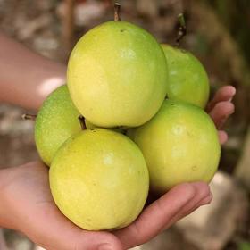 钦蜜9号黄金百香果酸甜多汁皱皮更甜（产地直发）