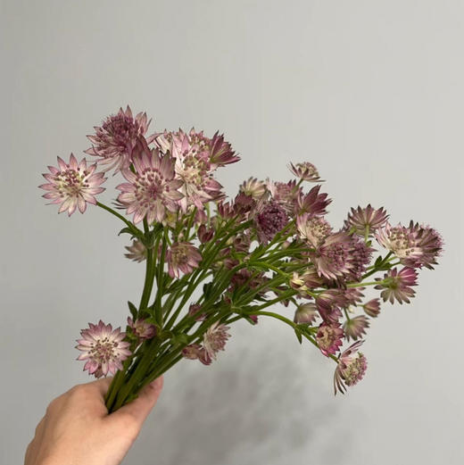 星芹.粉紫色 商品图1