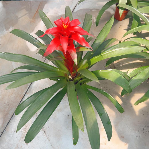 新鲜绿植盆栽 鸿运当头室内绿植盆栽 1盆 商品图2