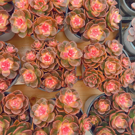 新鲜绿植盆栽 喜阳耐旱巧克力多肉盆栽 1盆 商品图2