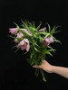 小众稀有花材蛇皮花格贝母一扎 商品缩略图2