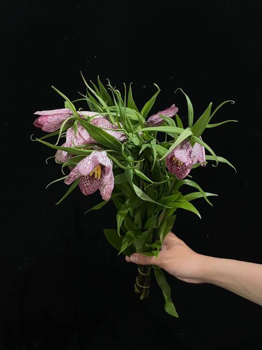 小众稀有花材蛇皮花格贝母一扎 商品图2