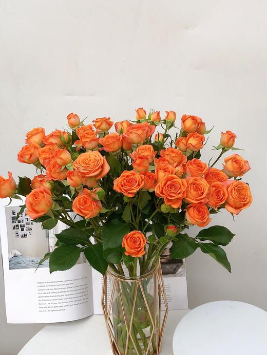 橙色芭比 商品图7