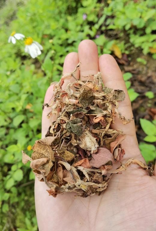 野生五指毛桃/土茯苓/牛奶根/藤杜仲/牛大力/葛根片【基地直发】 商品图6