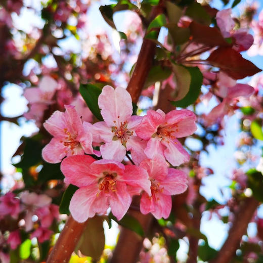 没有添加剂的果丹皮、水果条（高酸海棠）原汁原味的海棠果香，口味醇正，酸甜爽口
无任何添加，对人身体百益而无一害，都会有助于肠胃消化，并对视力有很好的保护功
果丹皮100g/根 商品图4