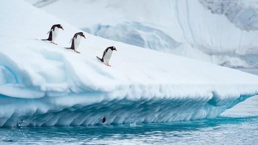南极三岛：深度南极大陆、福克兰群岛与南乔治亚岛探险28天摄影团｜满足南极旅行梦想，探索神秘南极风光 商品图8