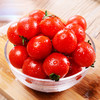【严选】山东千禧圣女果 生吃酸甜小番茄小西红柿当季水果 商品缩略图1