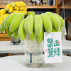 禁止蕉绿水培香蕉拒绝焦虑苹果蕉办公室芭蕉静止焦绿【送花瓶】 商品缩略图1