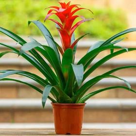 新鲜绿植盆栽 鸿运当头室内绿植盆栽 1盆