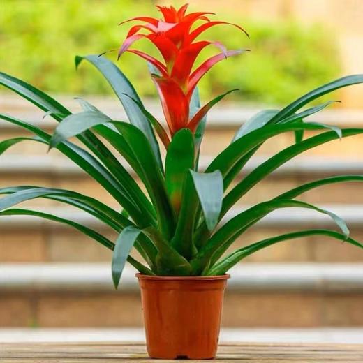 新鲜绿植盆栽 鸿运当头室内绿植盆栽 1盆 商品图0