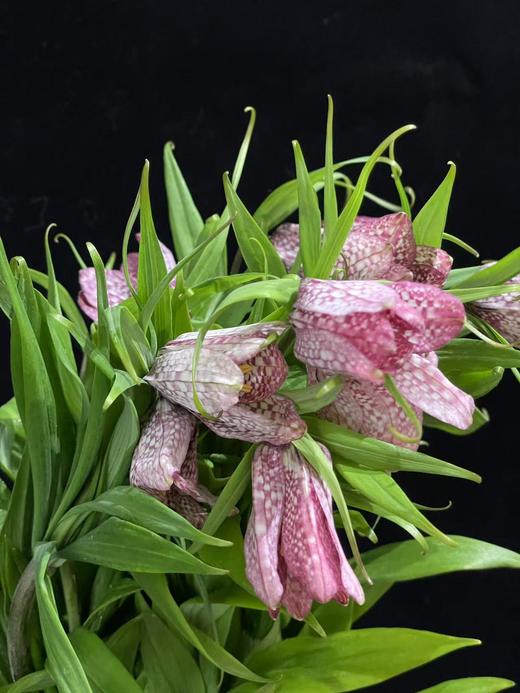 小众稀有花材蛇皮花格贝母一扎 商品图3