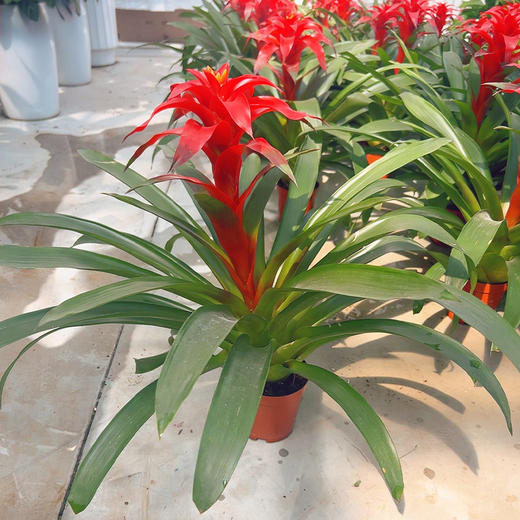 新鲜绿植盆栽 鸿运当头室内绿植盆栽 1盆 商品图1