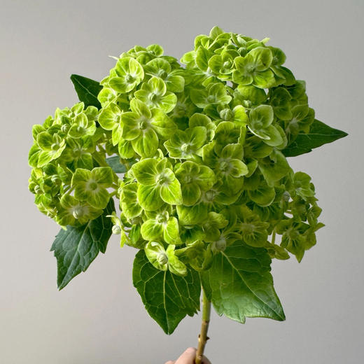国绿｜绣球｜1株 商品图2