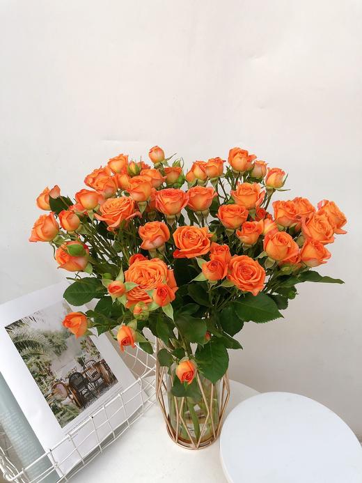 橙色芭比 商品图2