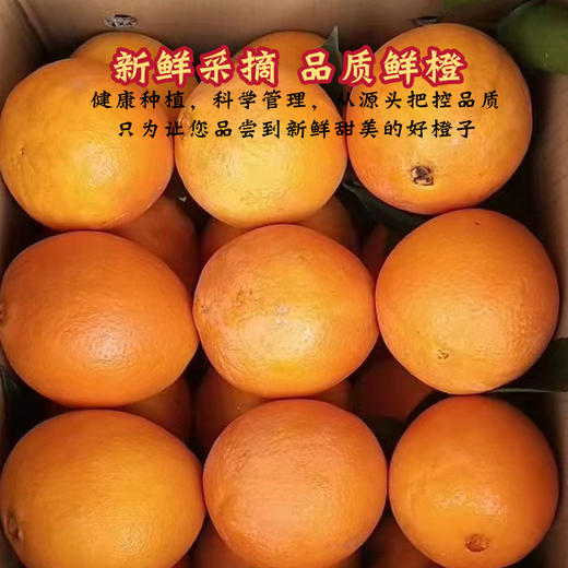 四川正宗大凉山雷波脐橙纯甜多汁新鲜水果家庭装礼盒装 商品图3