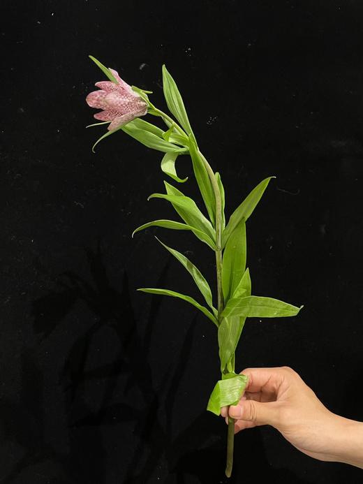 小众稀有花材蛇皮花格贝母一扎 商品图5