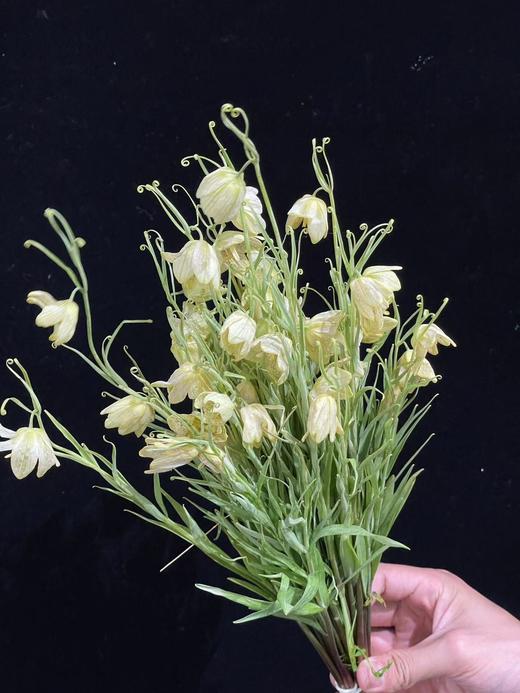 小众稀有花材蛇皮花格贝母一扎 商品图8