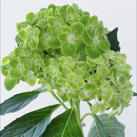 国绿｜绣球｜1株