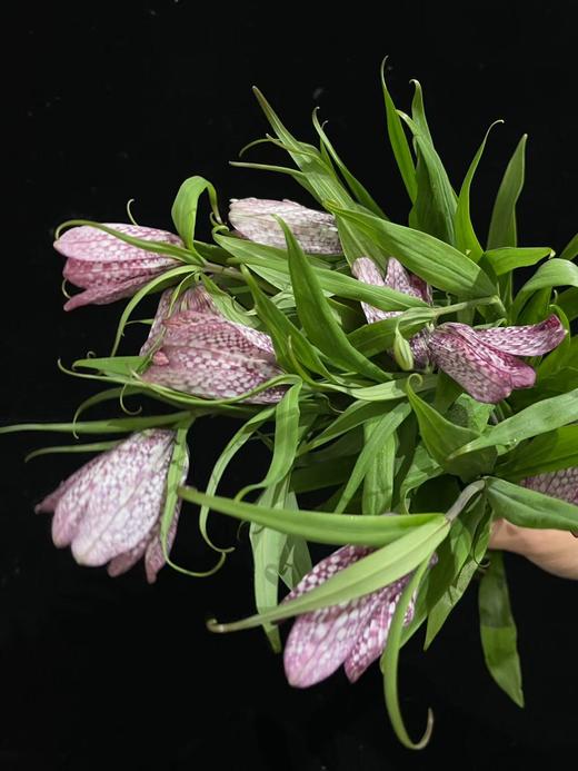 小众稀有花材蛇皮花格贝母一扎 商品图6