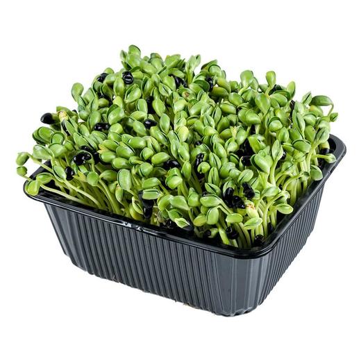 高原黑豆苗200g/份 商品图2