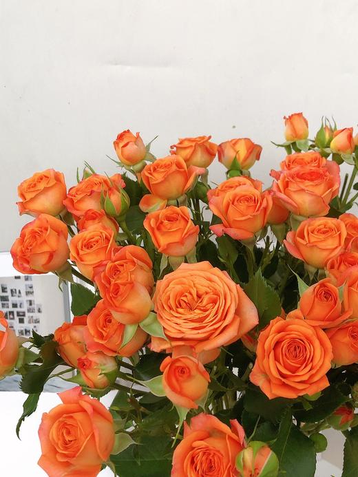 橙色芭比 商品图5