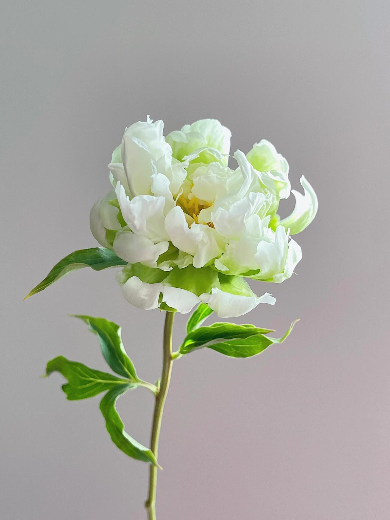 【预售！4.20起陆续发出】绿晕芍药【人间四月天，芍药铺庭前】简小姐精选稀有进口绿色芍药 绿晕 5枝 2件包邮 顺丰空运直发