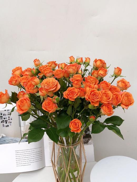 橙色芭比 商品图0